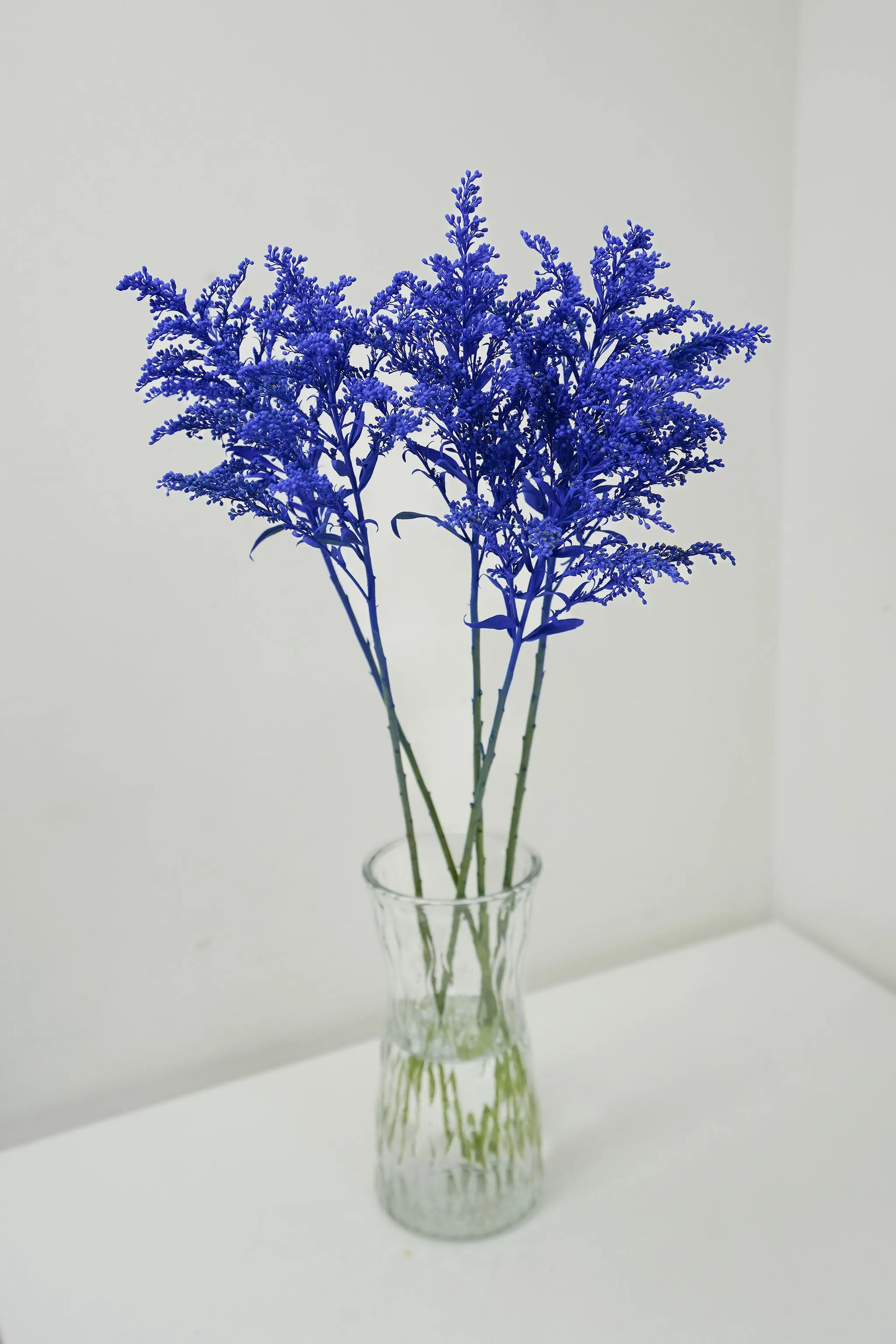 Aster Solidago (Died color)