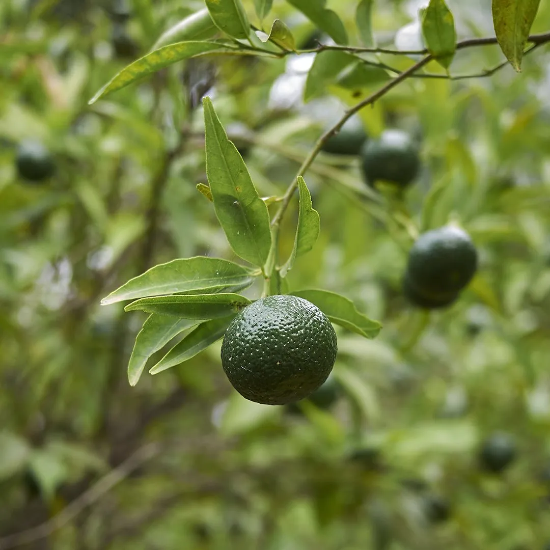 Mandarin (Green) Essential Oil - Organic (Citrus Reticulata)