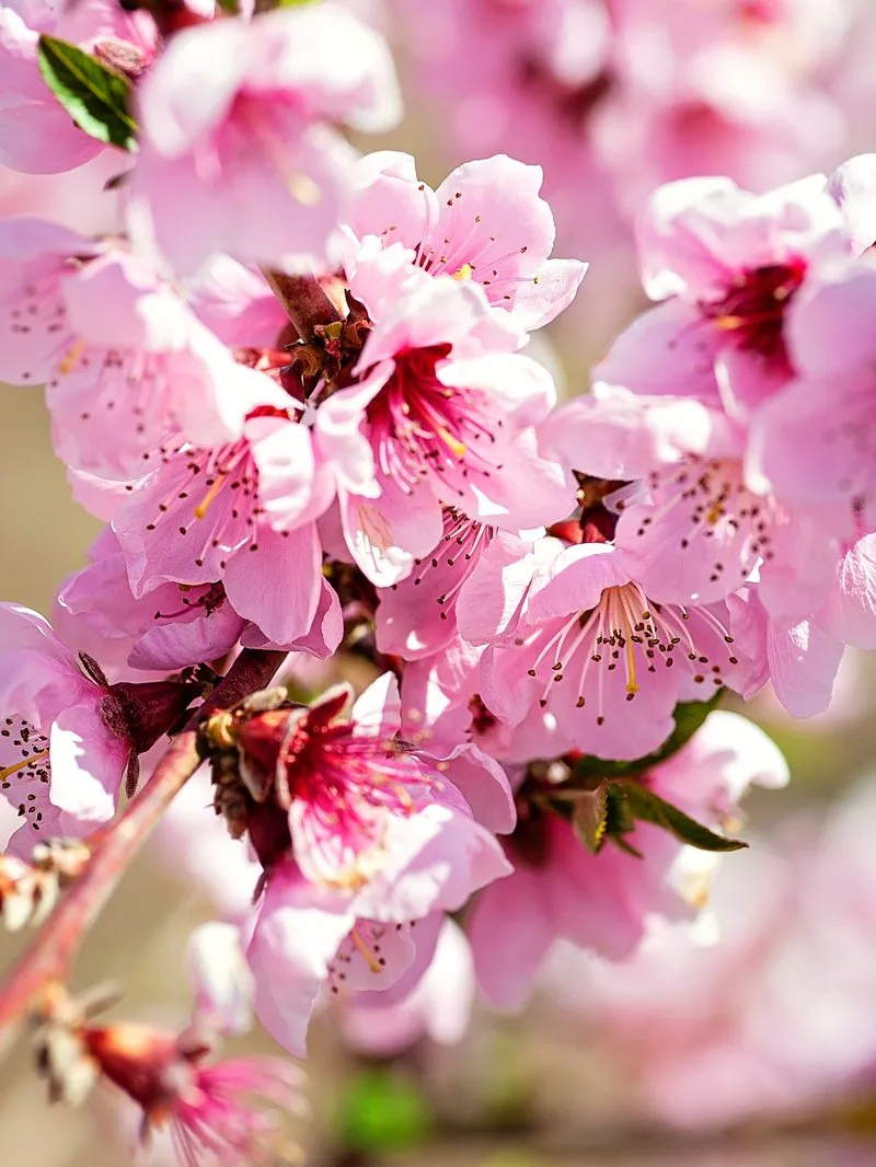 Peach Trees - Autumn Prince
