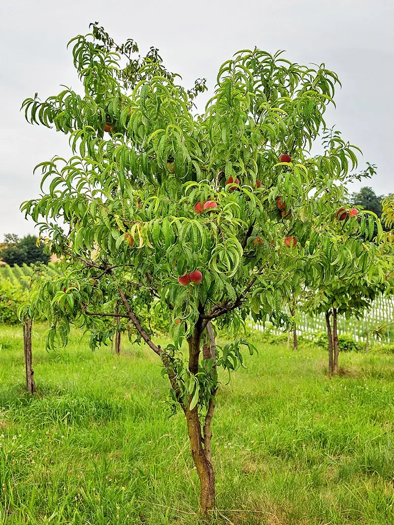 Peach Trees - Autumn Prince