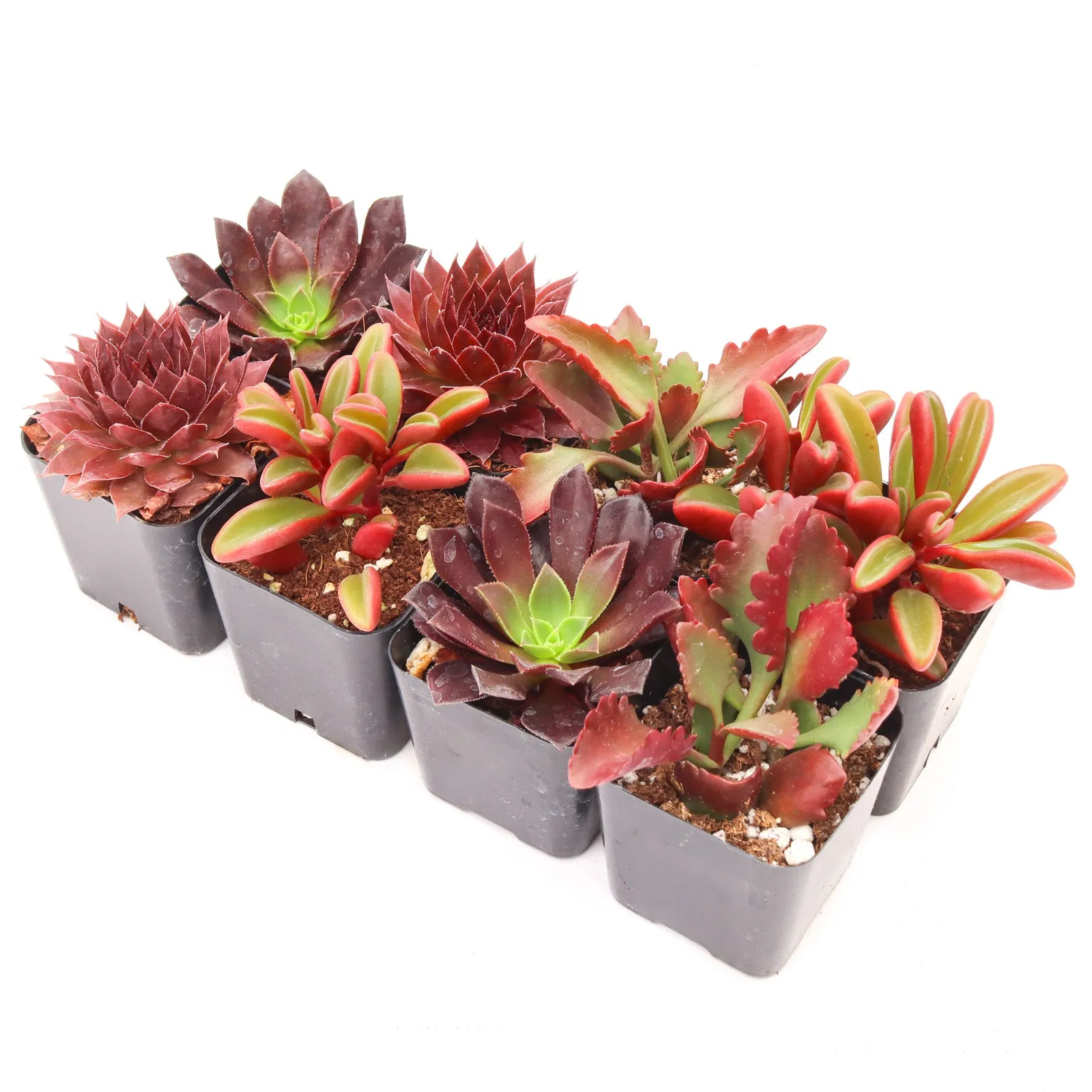 'Red' Succulent Pack