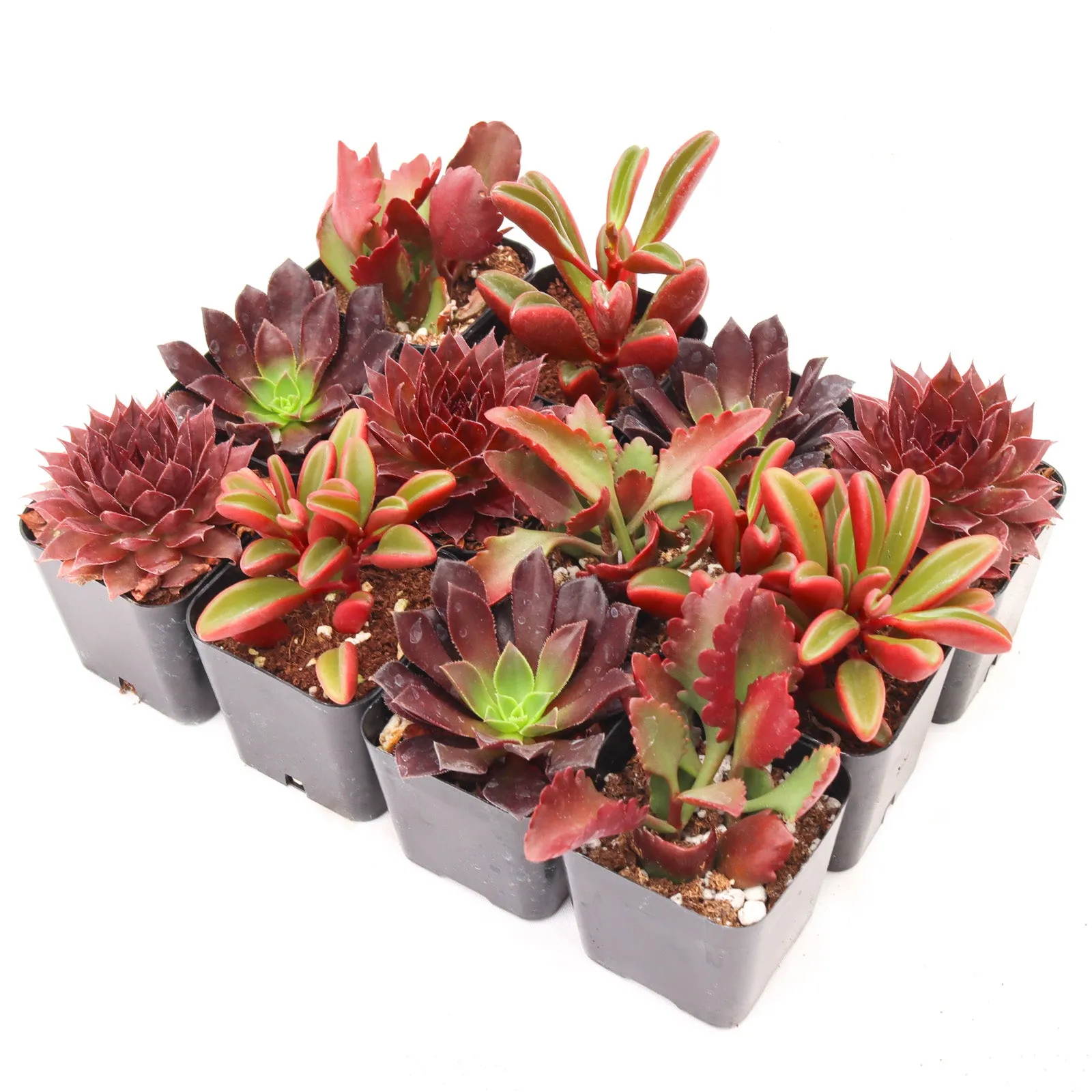 'Red' Succulent Pack
