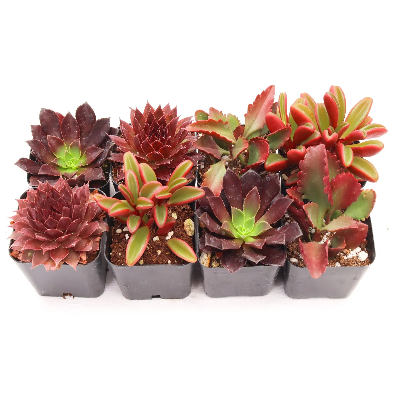 'Red' Succulent Pack