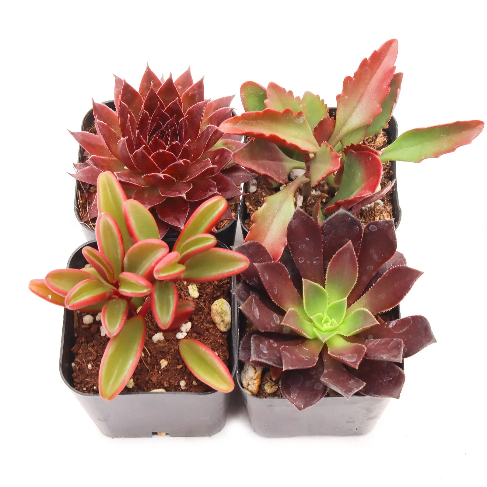 'Red' Succulent Pack