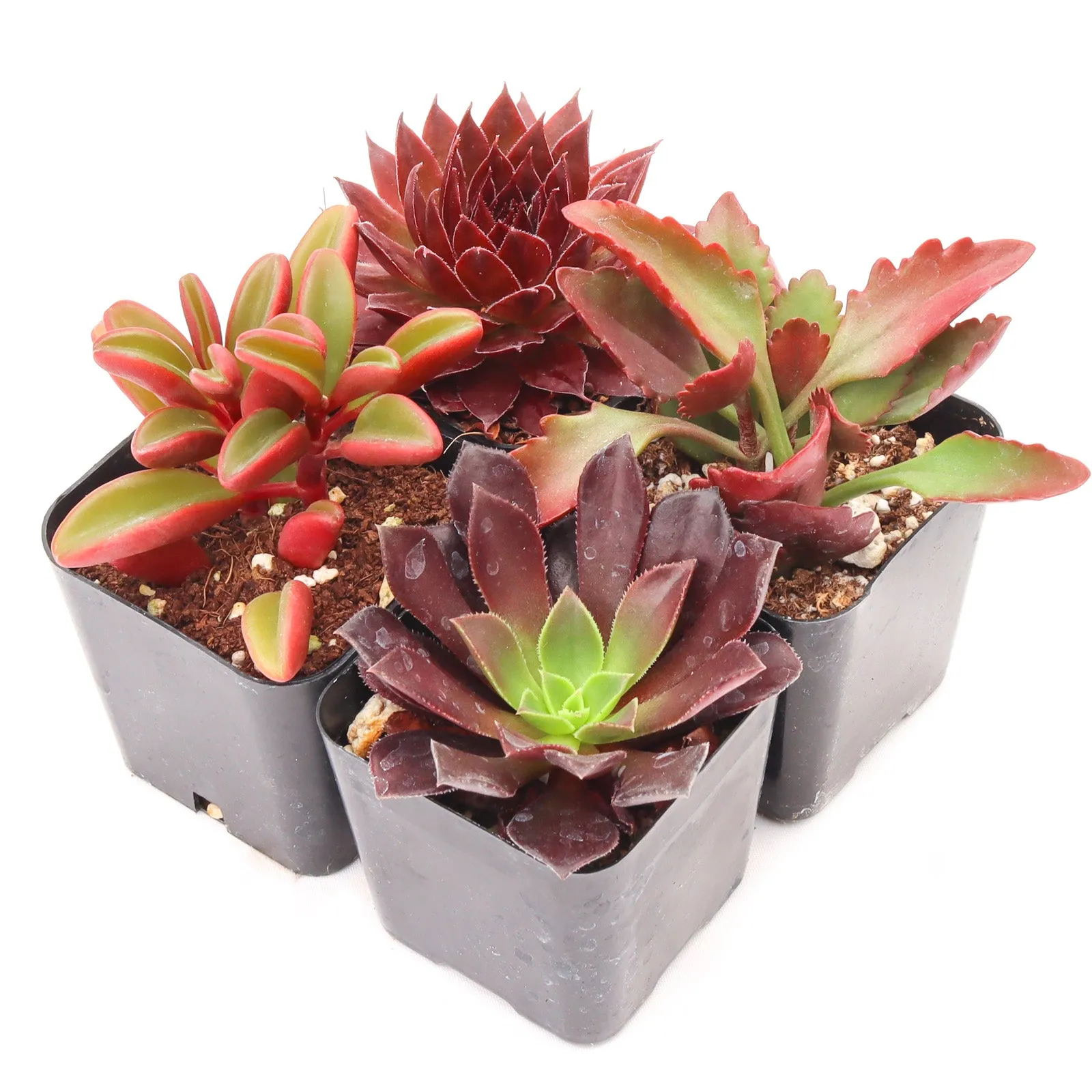 'Red' Succulent Pack