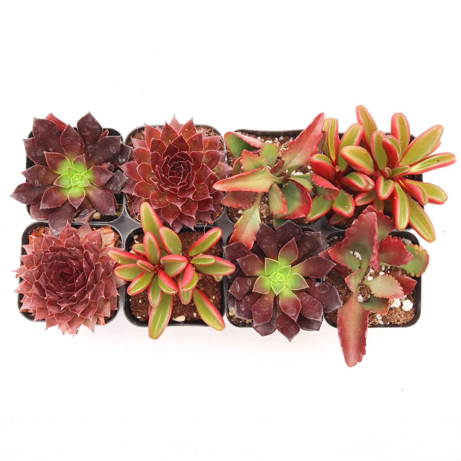 'Red' Succulent Pack