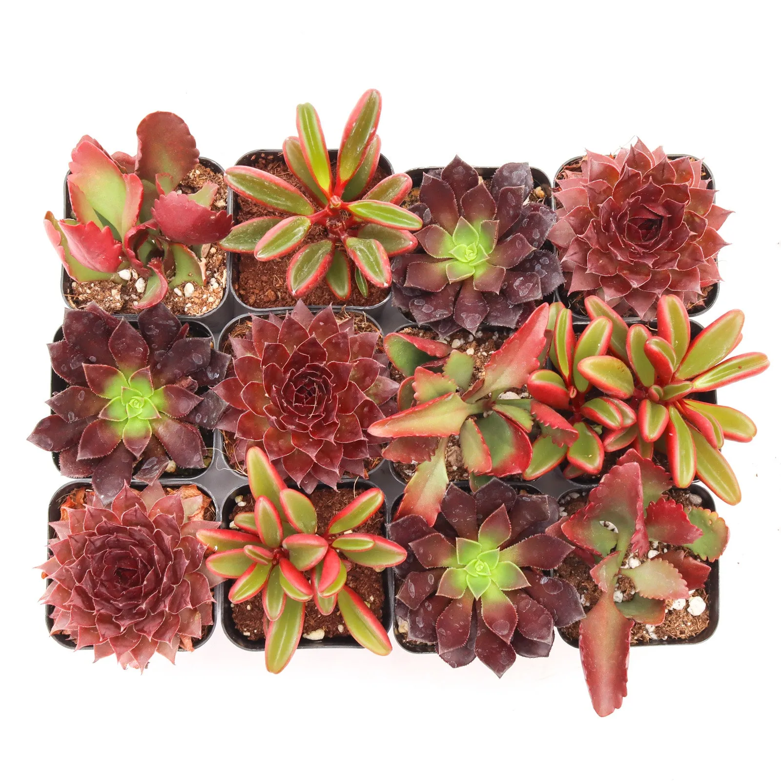 'Red' Succulent Pack