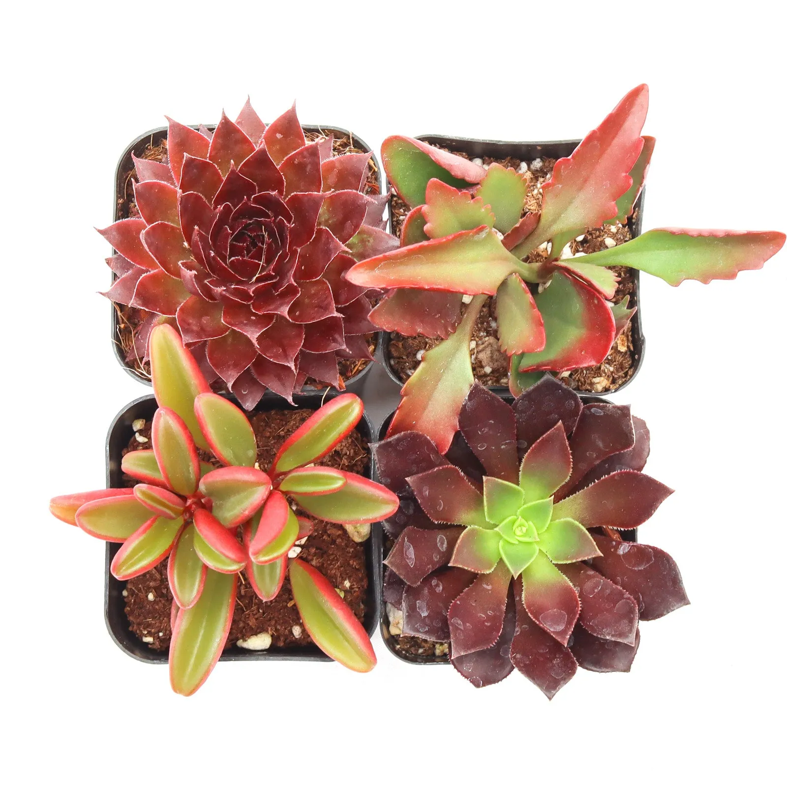 'Red' Succulent Pack